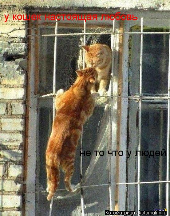 у кошек настоящая любовь не то что у людей... Котоматрица: у кошек настоящая любовь не то что у людей