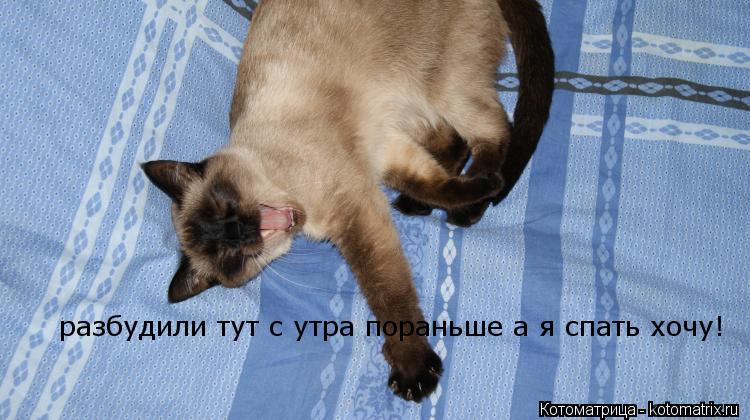 разбудили тут с утра пораньше а я спать хочу!... Котоматрица: разбудили тут с утра пораньше а я спать хочу!