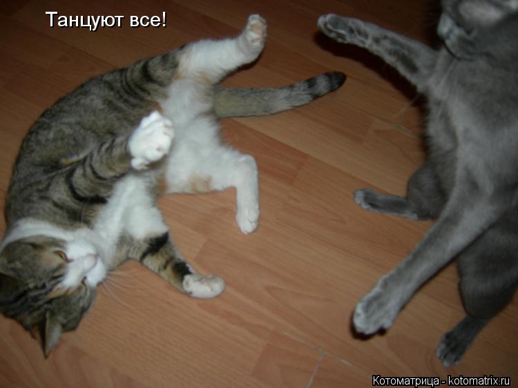 Танцуют все!... Котоматрица: Танцуют все!