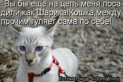 -Вы бы ещё на цепь меня поса- дили,как Шарика!Кошка,между прочим,гуляет сама по себе!... Котоматрица: -Вы бы ещё на цепь меня поса- дили,как Шарика!Кошка,между прочим,гуляет сама по себе!