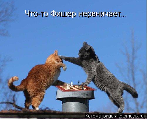 Что-то Фишер нервничает...... Котоматрица: Что-то Фишер нервничает...