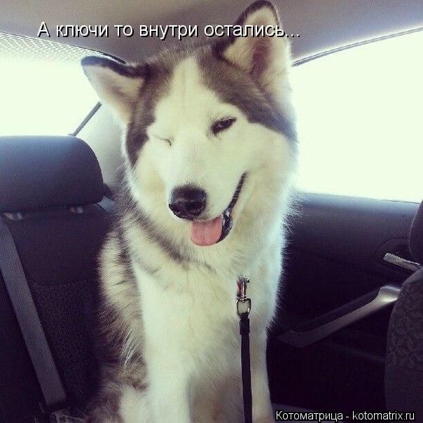 А ключи то внутри остались...... Котоматрица: А ключи то внутри остались...