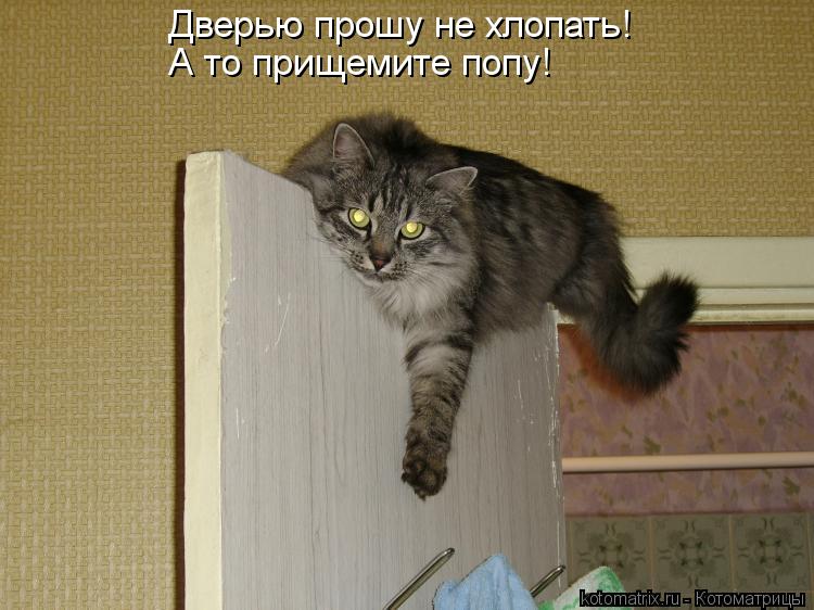 Дверью прошу не хлопать! А то прищемите попу!... Котоматрица: Дверью прошу не хлопать! А то прищемите попу!