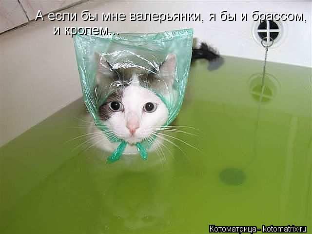А если бы мне валерьянки, я бы и брассом, и кролем...... Котоматрица: А если бы мне валерьянки, я бы и брассом, и кролем...