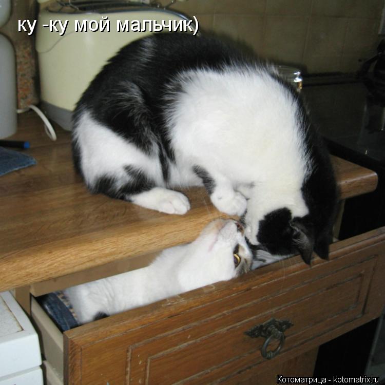 ку -ку мой мальчик)... Котоматрица: ку -ку мой мальчик)