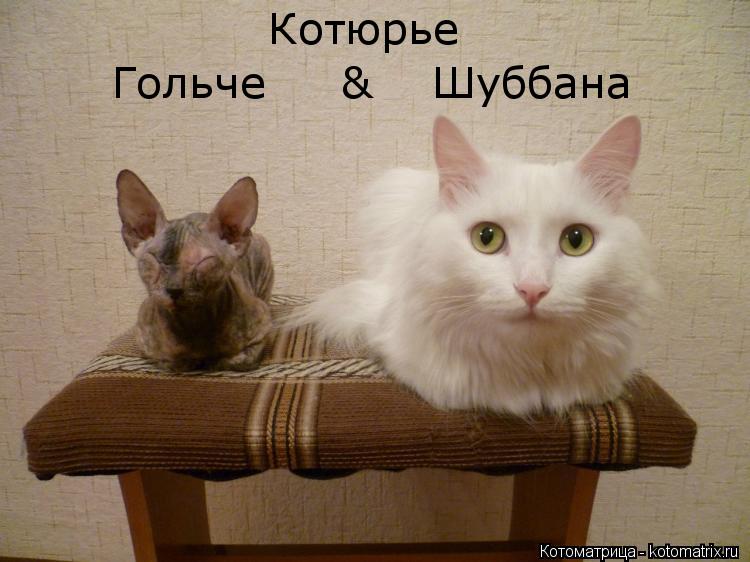 http://kotomatrix.ru/images/lolz/2013/04/23/kotomatritsa_e.jpg