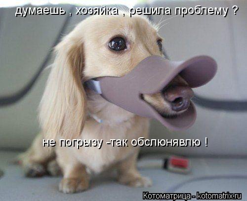 думаешь , хозяйка , решила проблему ? не погрызу -так обслюнявлю !... Котоматрица: думаешь , хозяйка , решила проблему ? не погрызу -так обслюнявлю !