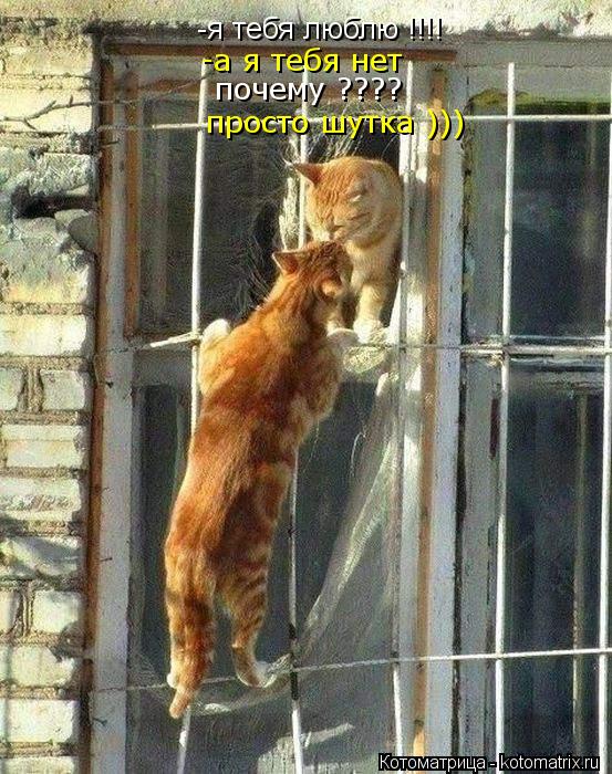 -я тебя люблю !!!! -а я тебя нет почему ???? просто шутка )))... Котоматрица: -я тебя люблю !!!! -а я тебя нет почему ???? просто шутка )))