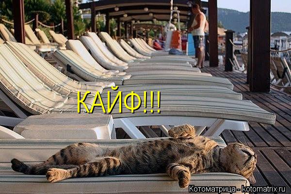 КАЙФ!!!... Котоматрица: КАЙФ!!!