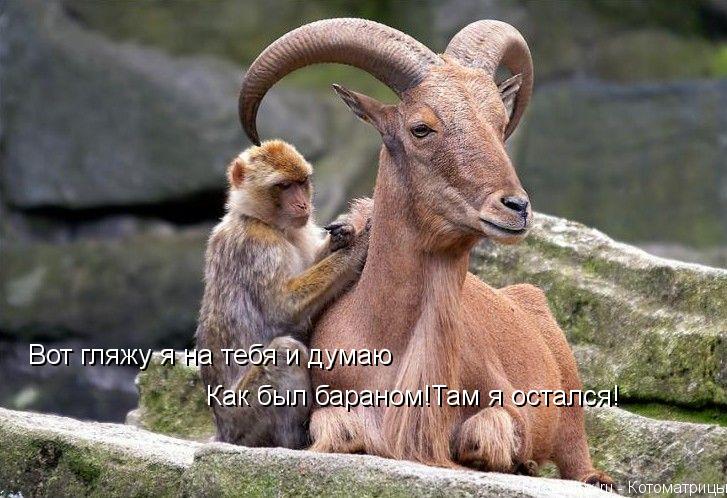 Вот гляжу я на тебя и думаю Как был бараном!Там я остался!... Котоматрица: Вот гляжу я на тебя и думаю Как был бараном!Там я остался!