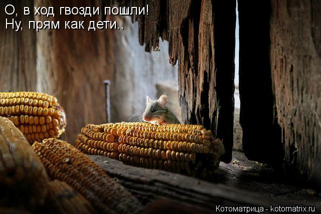 О, в ход гвозди пошли! Ну, прям как дети..... Котоматрица: О, в ход гвозди пошли! Ну, прям как дети..