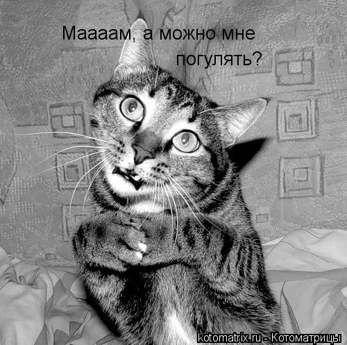Маааам, а можно мне погулять?... Котоматрица: Маааам, а можно мне погулять?