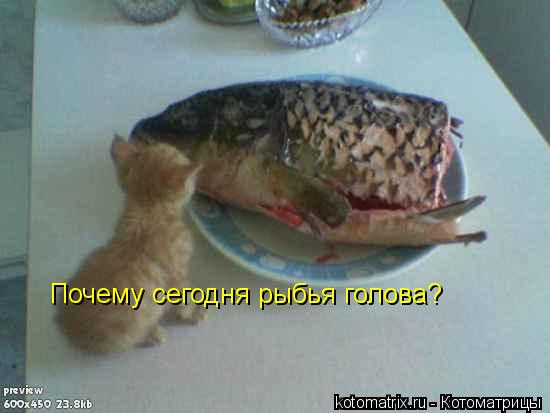 Котоматрица: Почему сегодня рыбья голова?
