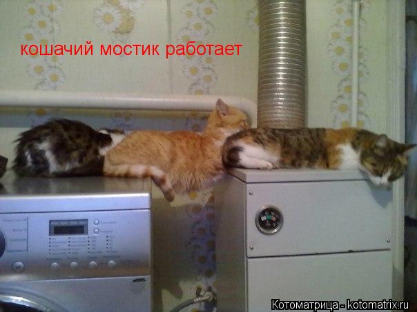 кошачий мостик работает... Котоматрица: кошачий мостик работает