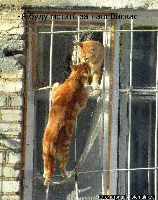 -Я буду мстить за наш Вискас... Котоматрица: -Я буду мстить за наш Вискас