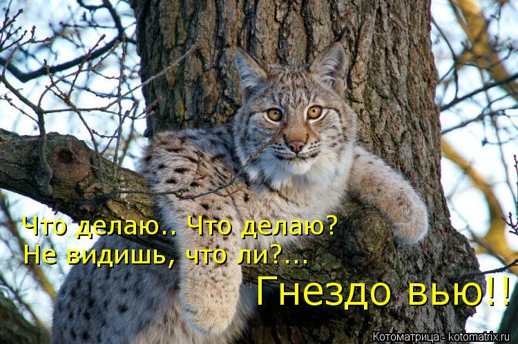 Гнездо вью!! Не видишь, что ли?... Что делаю.. Что делаю?... Котоматрица: Гнездо вью!! Не видишь, что ли?... Что делаю.. Что делаю?