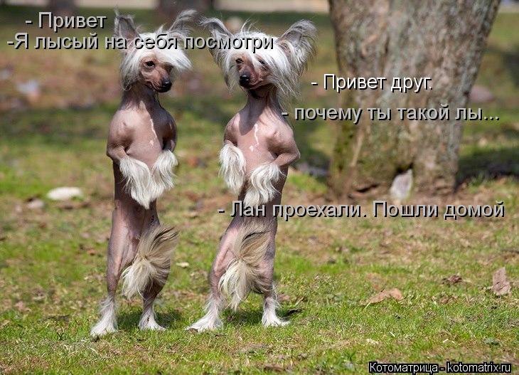 - Привет друг. - Привет - почему ты такой лы... -Я лысый на себя посмотри - Лан проехали. Пошли домой... Котоматрица: - Привет друг. - Привет - почему ты такой лы... -Я лысый на себя посмотри - Лан проехали. Пошли домой