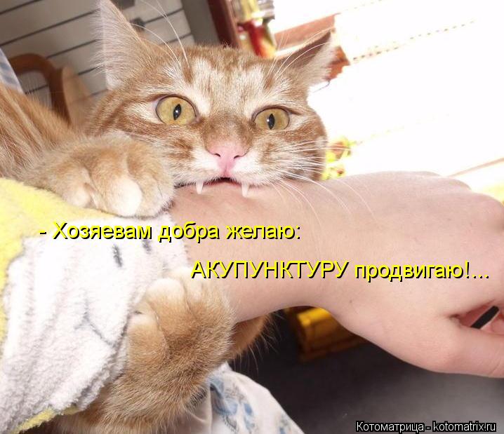 - Хозяевам добра желаю: АКУПУНКТУРУ продвигаю!...... Котоматрица: - Хозяевам добра желаю: АКУПУНКТУРУ продвигаю!...