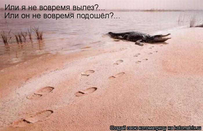 Или я не вовремя вылез?... Или он не вовремя подошёл?...... Котоматрица: Или я не вовремя вылез?... Или он не вовремя подошёл?...