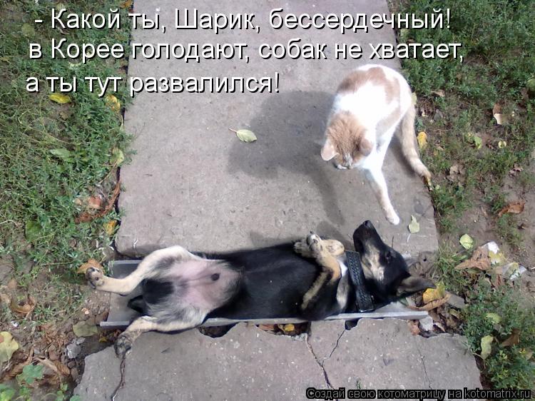 - Какой ты, Шарик, бессердечный! в Корее голодают, собак не хватает, а ты тут развалился!... Котоматрица: - Какой ты, Шарик, бессердечный! в Корее голодают, собак не хватает, а ты тут развалился!