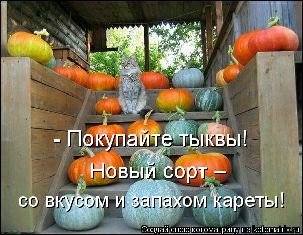 - Покупайте тыквы! Новый сорт – со вкусом и запахом кареты!... Котоматрица: - Покупайте тыквы! Новый сорт – со вкусом и запахом кареты!