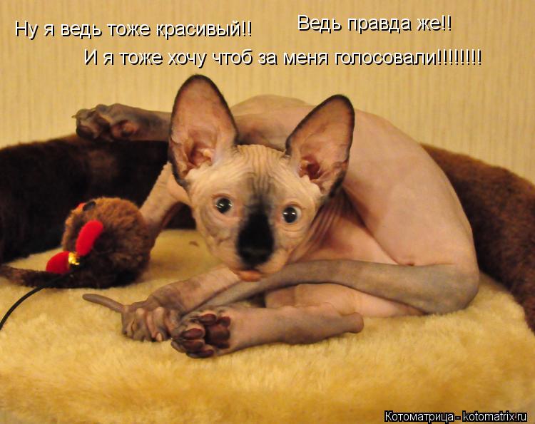 Ну я ведь тоже красивый!! Ведь правда же!! И я тоже хочу чтоб за меня голосовали!!!!!!!!... Котоматрица: Ну я ведь тоже красивый!! Ведь правда же!! И я тоже хочу чтоб за меня голосовали!!!!!!!!