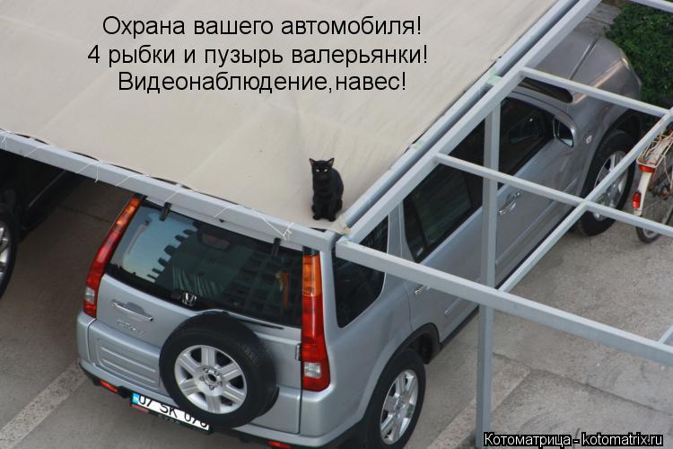 Охрана вашего автомобиля! 4 рыбки и пузырь валерьянки! Видеонаблюдение,навес!... Котоматрица: Охрана вашего автомобиля! 4 рыбки и пузырь валерьянки! Видеонаблюдение,навес!
