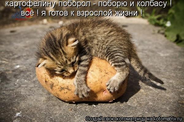 картофелину поборол - поборю и колбасу ! всё ! я готов к взрослой жизни !... Котоматрица: картофелину поборол - поборю и колбасу ! всё ! я готов к взрослой жизни !