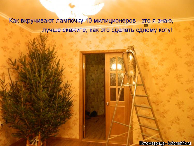 Как вкручивают лампочку 10 милиционеров - это я знаю, лучше скажите, как это сделать одному коту!... Котоматрица: Как вкручивают лампочку 10 милиционеров - это я знаю, лучше скажите, как это сделать одному коту!