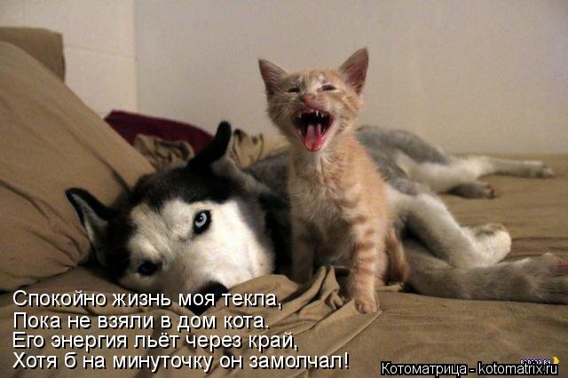 Хотя б на минуточку он замолчал! Его энергия льёт через край, Пока не взяли в дом кота. Спокойно жи... Котоматрица: Хотя б на минуточку он замолчал! Его энергия льёт через край, Пока не взяли в дом кота. Спокойно жизнь моя текла,