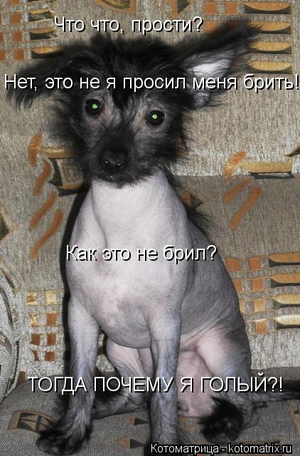 Что что, прости? Нет, это не я просил меня брить! Как это не брил? ТОГДА ПОЧЕМУ Я ГОЛЫЙ?!... Котоматрица: Что что, прости? Нет, это не я просил меня брить! Как это не брил? ТОГДА ПОЧЕМУ Я ГОЛЫЙ?!