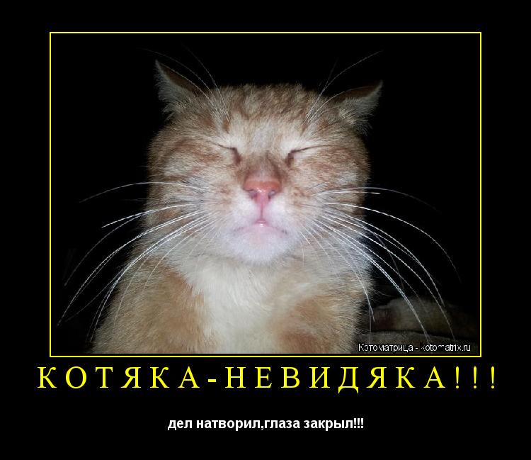 КОТЯКА-НЕВИДЯКА!!! дел натворил,глаза закрыл!!!... Котоматрица: КОТЯКА-НЕВИДЯКА!!! дел натворил,глаза закрыл!!!