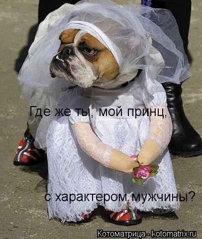 Где же ты, мой принц, с характером мужчины?... Котоматрица: Где же ты, мой принц, с характером мужчины?