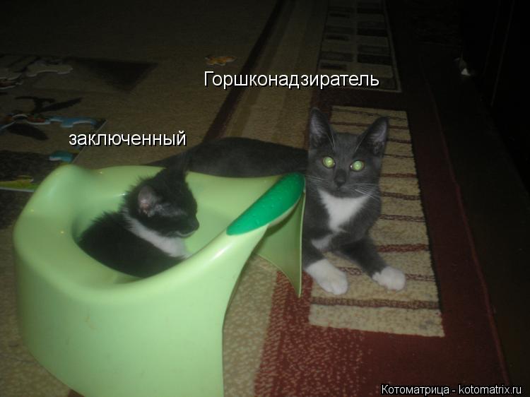 Горшконадзиратель заключенный... Котоматрица: Горшконадзиратель заключенный