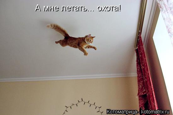 А мне летать... охота!... Котоматрица: А мне летать... охота!