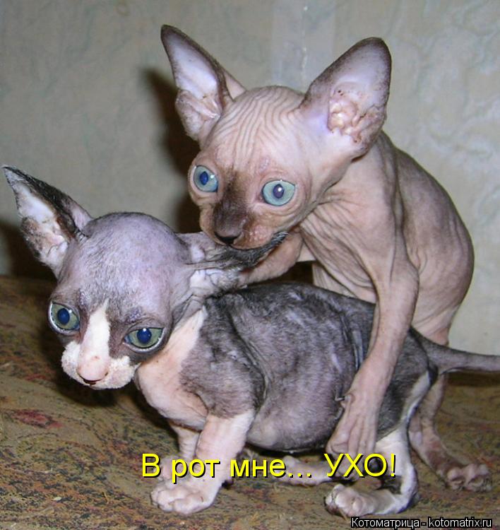 В рот мне... УХО!... Котоматрица: В рот мне... УХО!