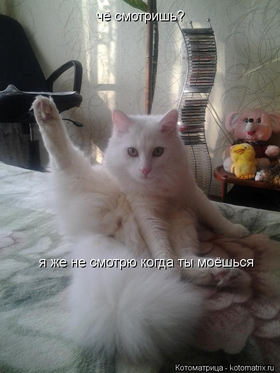 чё смотришь? я же не смотрю когда ты моёшься... Котоматрица: чё смотришь? я же не смотрю когда ты моёшься