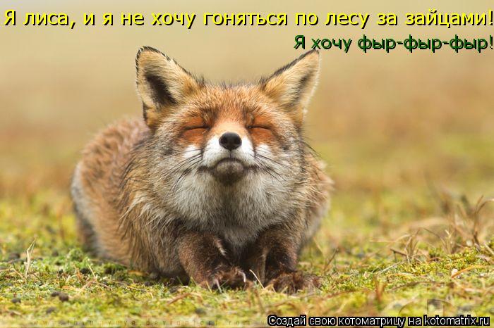 Я хочу фыр-фыр-фыр! Я лиса, и я не хочу гоняться по лесу за зайцами!... Котоматрица: Я хочу фыр-фыр-фыр! Я лиса, и я не хочу гоняться по лесу за зайцами!