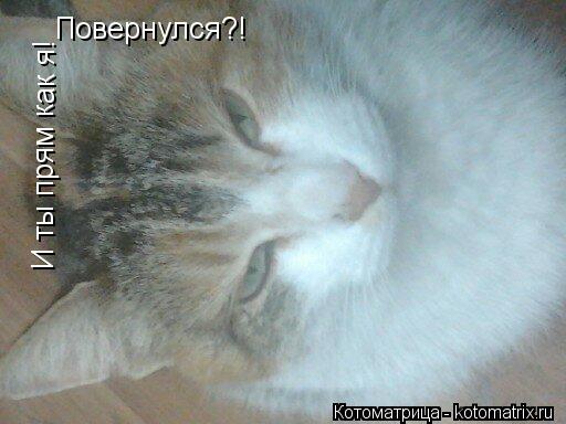 Повернулся?! И ты прям как я!... Котоматрица: Повернулся?! И ты прям как я!
