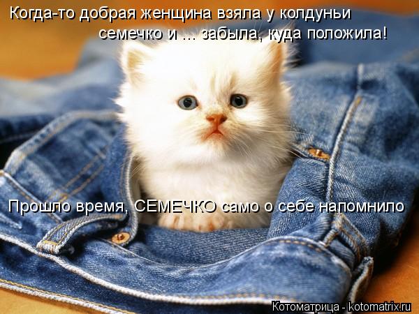 Когда-то добрая женщина взяла у колдуньи семечко и ... забыла, куда положила! Прошло время, СЕМЕЧКО с... Котоматрица: Когда-то добрая женщина взяла у колдуньи семечко и ... забыла, куда положила! Прошло время, СЕМЕЧКО само о себе напомнило