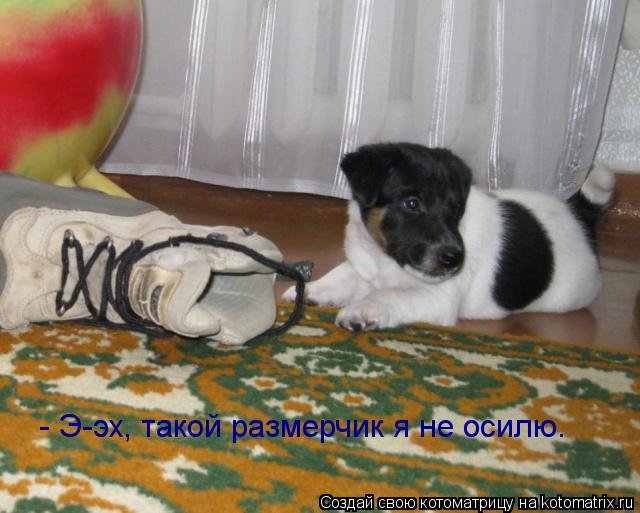- Э-эх, такой размерчик я не осилю.... Котоматрица: - Э-эх, такой размерчик я не осилю.