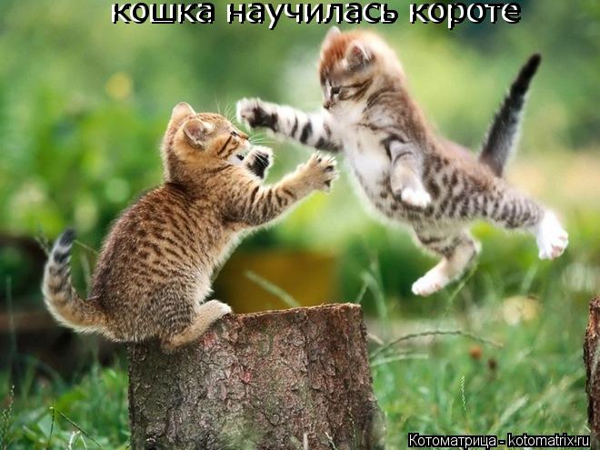 кошка научилась короте кошка научилась короте... Котоматрица: кошка научилась короте кошка научилась короте