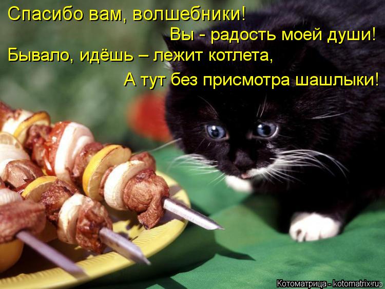 Спасибо вам, волшебники! Вы - радость моей души! Бывало, идёшь – лежит котлета, А тут без присмотра... Котоматрица: Спасибо вам, волшебники! Вы - радость моей души! Бывало, идёшь – лежит котлета, А тут без присмотра шашлыки!