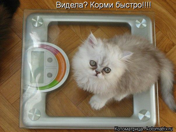 Видела? Корми быстро!!!! Видела? Корми быстро!!!!... Котоматрица: Видела? Корми быстро!!!! Видела? Корми быстро!!!!