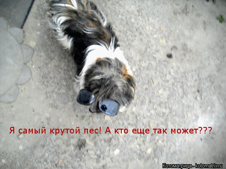 Я самый крутой пес! А кто еще так может???... Котоматрица: Я самый крутой пес! А кто еще так может???