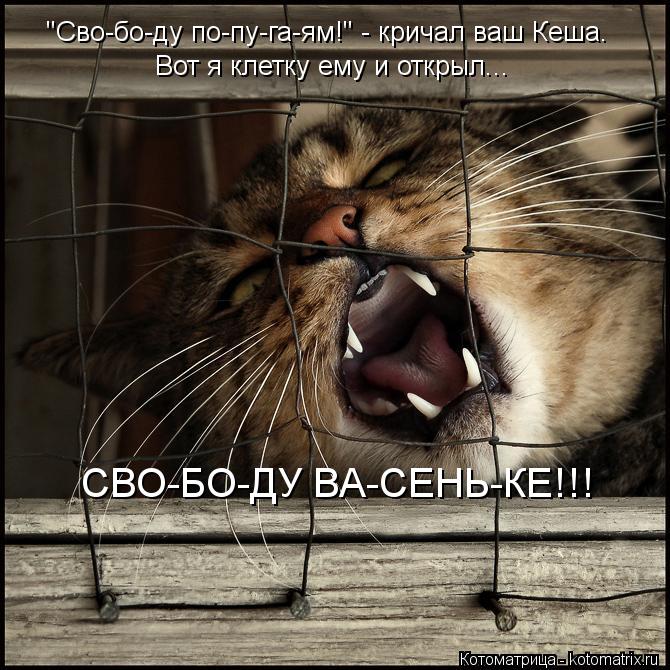 "Сво-бо-ду по-пу-га-ям!" - кричал ваш Кеша. Вот я клетку ему и открыл... СВО-БО-ДУ ВА-СЕНЬ-КЕ!!!... Котоматрица: "Сво-бо-ду по-пу-га-ям!" - кричал ваш Кеша. Вот я клетку ему и открыл... СВО-БО-ДУ ВА-СЕНЬ-КЕ!!!