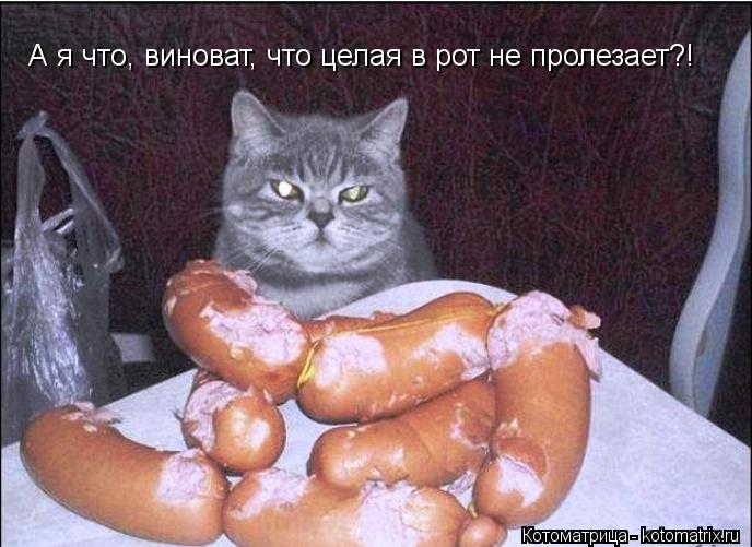 А я что, виноват, что целая в рот не пролезает?!... Котоматрица: А я что, виноват, что целая в рот не пролезает?!