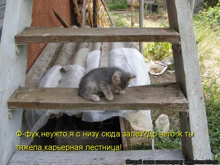 Ф-фух,неужто я с низу сюда залез?До чего ж ты тяжела,карьерная лестница!... Котоматрица: Ф-фух,неужто я с низу сюда залез?До чего ж ты тяжела,карьерная лестница!