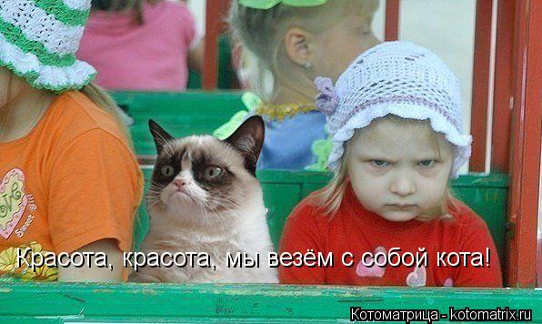 Красота, красота, мы везём с собой кота!... Котоматрица: Красота, красота, мы везём с собой кота!