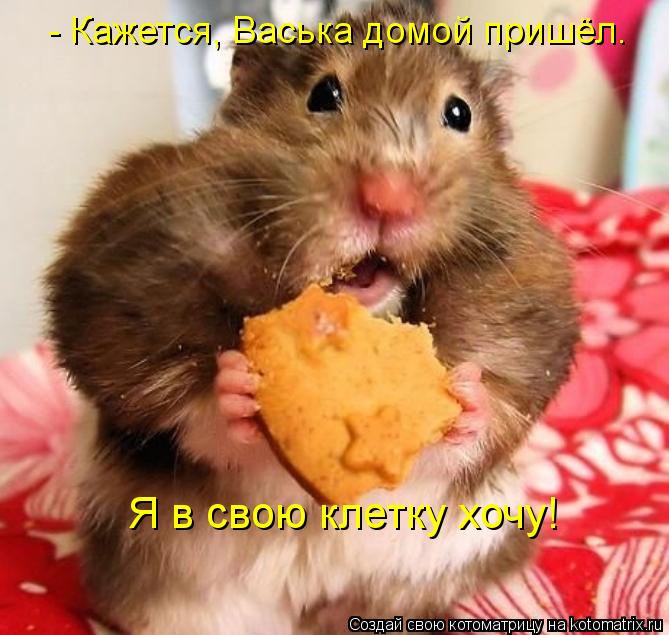 - Кажется, Васька домой пришёл. Я в свою клетку хочу!... Котоматрица: - Кажется, Васька домой пришёл. Я в свою клетку хочу!